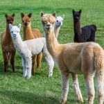 Descubra 7 fatos curiosos sobre as adoráveis alpacas
