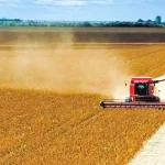 Soja brasileira: quase 60 bilhões de dólares em exportações anuais sustentam a segurança alimentar da China