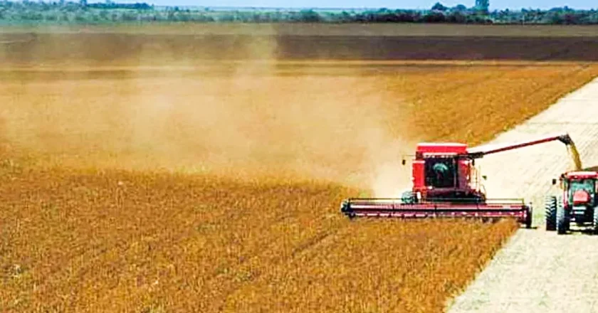 Soja brasileira: quase 60 bilhões de dólares em exportações anuais sustentam a segurança alimentar da China